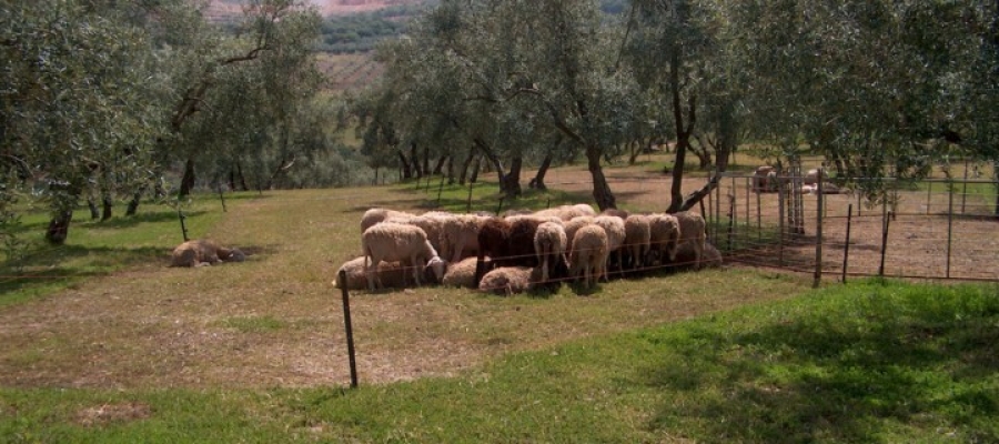 Control de la vegetación en olivar ecológico mediante el uso de ganado ovino