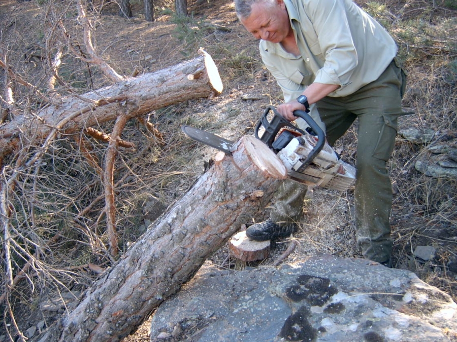 Un investigador realiza un corte en un pino de la sierra de los Filabres para medir, por medio de técnicas de dendrocronología, los efectos de la sequía en el ejemplar