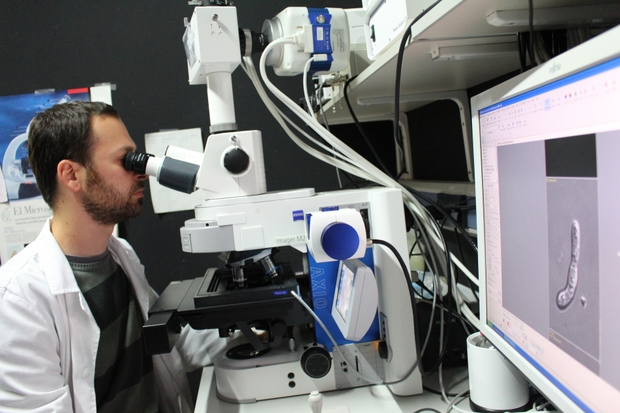 Un investigador del ceiA3 analiza el hongo 'Fusarium oxysporum' en el microscopio